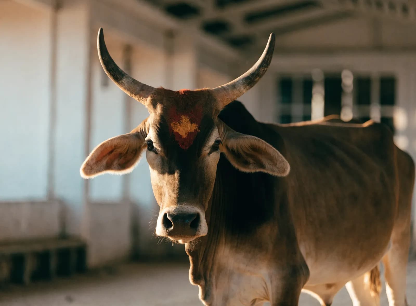 A gentle cow resting in the shade