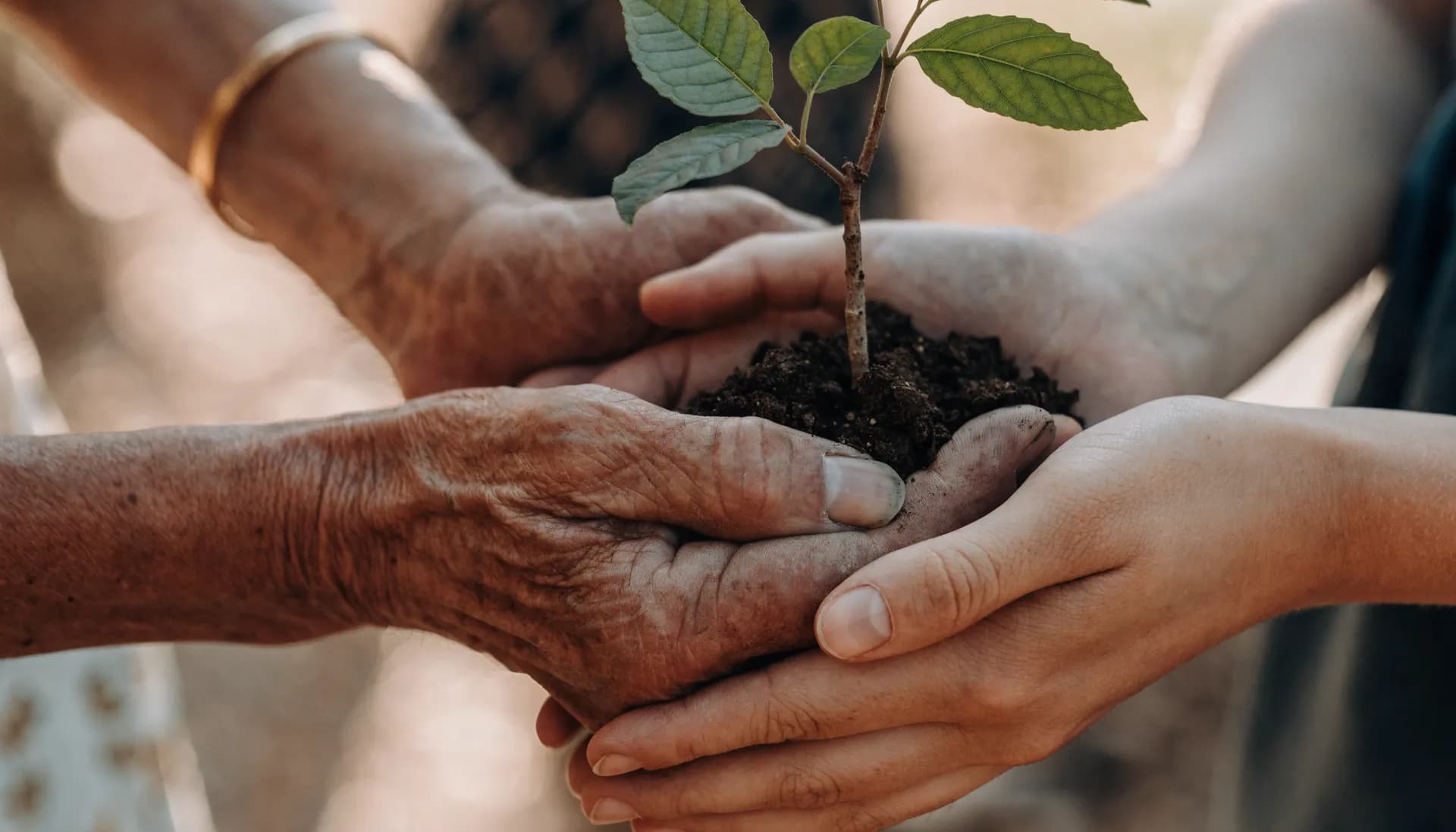 A pair of hands holding a young sapling in the soil
